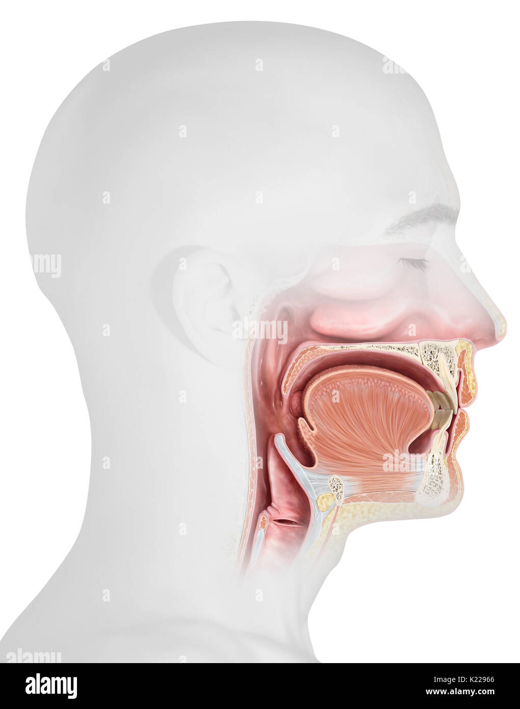 Questa immagine mostra la parte superiore gli organi del sistema digestivo. Foto Stock