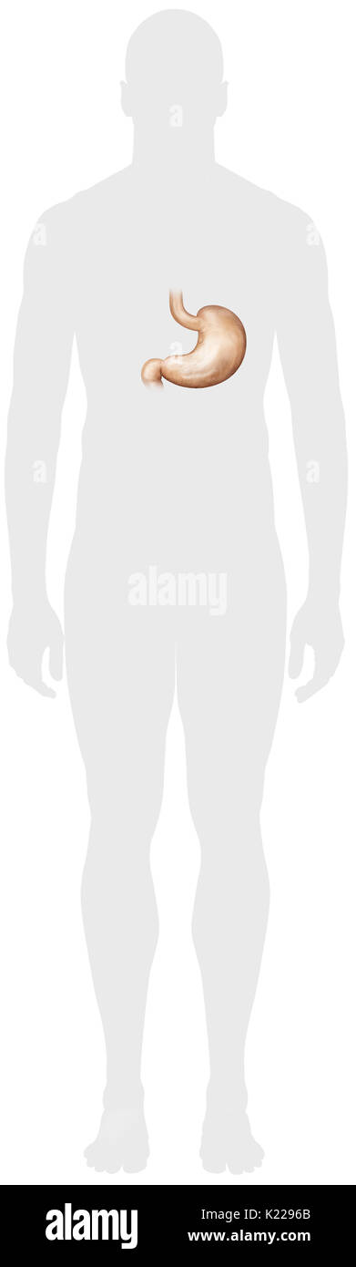 Svuotamento gastrico immagini e fotografie stock ad alta risoluzione - Alamy