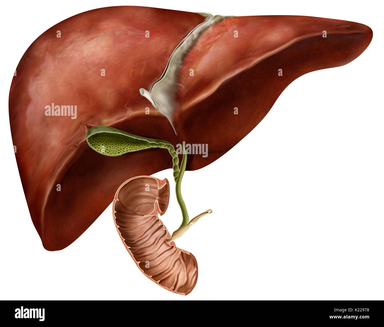 Sezione anteriore del piccolo intestino; le secrezioni dal fegato e pancreas, così come il cibo parzialmente digerito nello stomaco vuoto in essa. Foto Stock