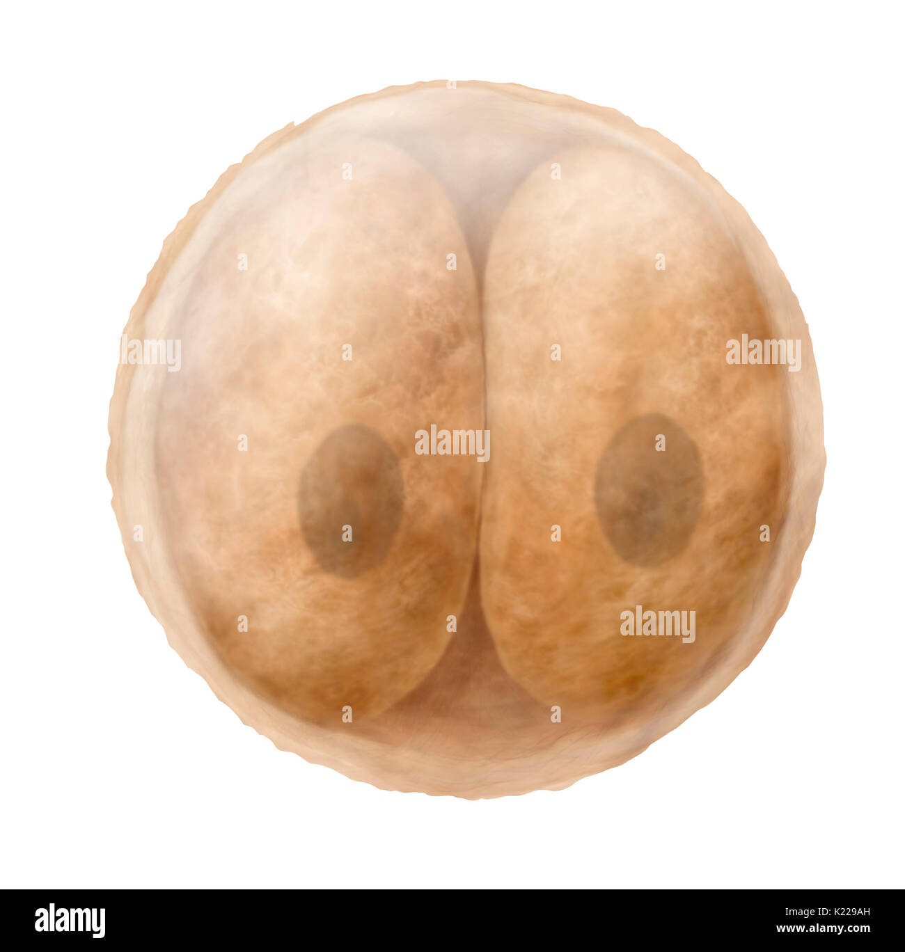 Lo zigote è la cellula derivante dalla fecondazione. Esso contiene 46 cromosomi, la metà dei quali sono forniti da un ovulo e l'altra metà da una cellula spermatica. Alcuni ventiquattro ore dopo la fecondazione, lo zigote si divide in due cellule identiche, che continuerà a dividere per 3 a 4 giorni prima della migrazione verso la cavità uterina. Foto Stock