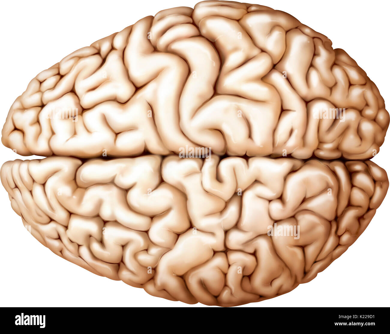 Il cervello è la più voluminosa e la parte più complessa del cervello. Esso è costituito da due semisfere suddiviso in quattro lobi cerebrali, che coprono la diencephalon. Le funzioni più complesse sono completati con lo strato esterno del cervello, la corteccia cerebrale. Foto Stock