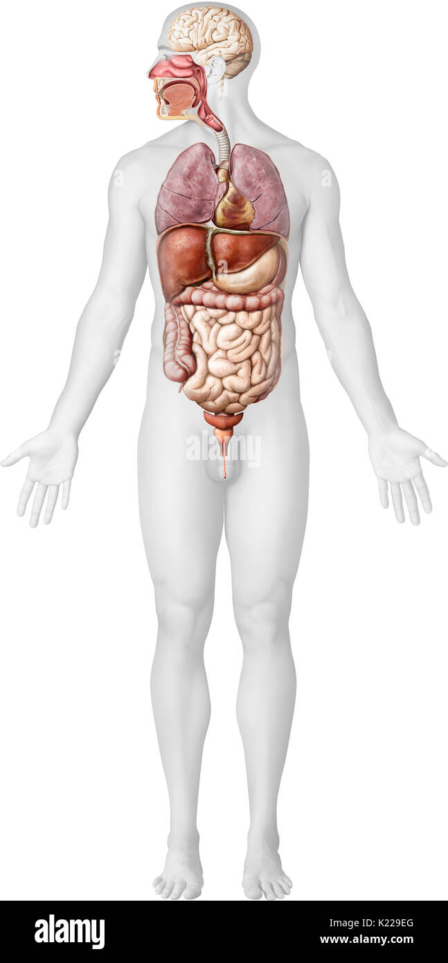Questa immagine mostra gli organi toccati dagli effetti negativi del fumo. Foto Stock
