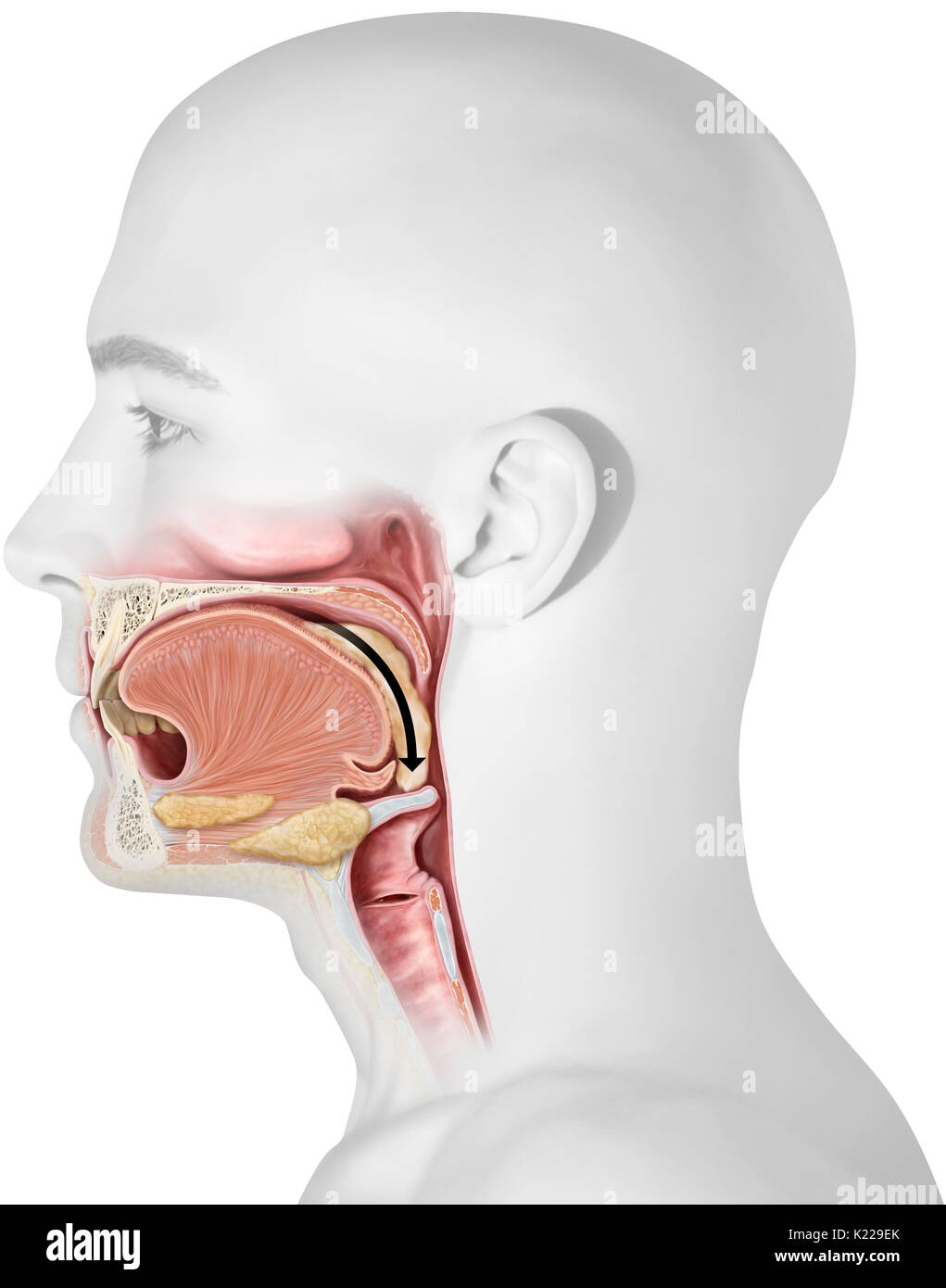 Questa immagine mostra la parte superiore gli organi del sistema digestivo. Foto Stock