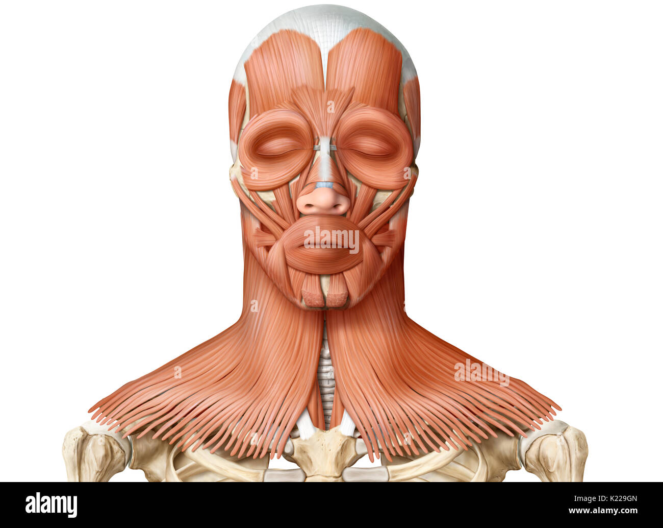 Muscoli del collo umani immagini e fotografie stock ad alta risoluzione Alamy Muscoli del collo umani immagini e fotografie stock ad alta risoluzione Alamy