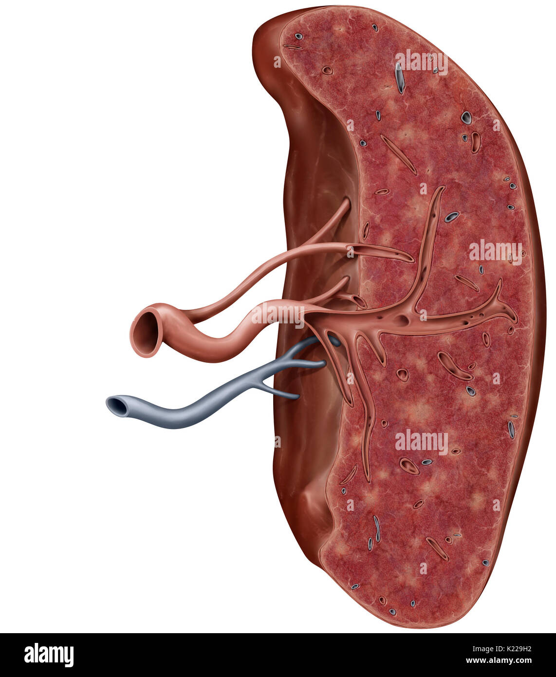 Organo linfatico situato tra lo stomaco e il pancreas; sito della produzione di globuli bianchi e gli anticorpi. Foto Stock