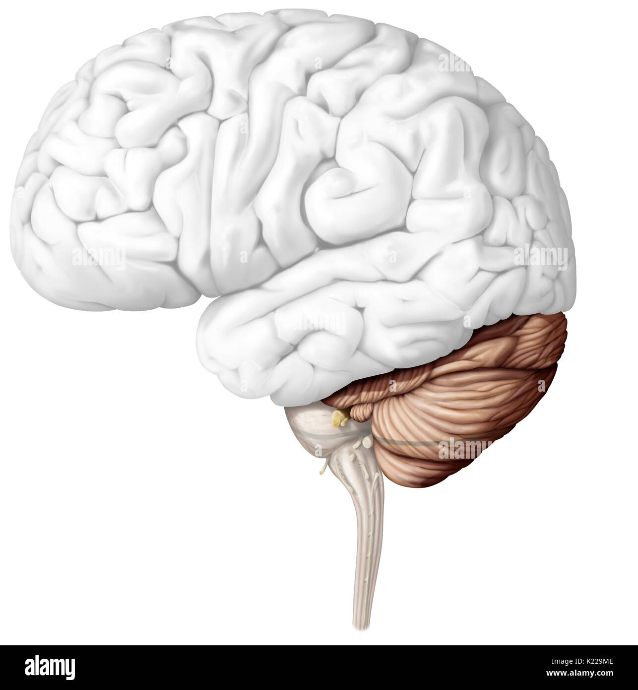 Il cervelletto è la parte del cervello che si trova sotto il cervello dietro il tronco cerebrale. Essa assicura la coordinazione motoria nonché il mantenimento dell equilibrio e postura. Il cervelletto permette anche di armonioso movimenti volontari, senza sforzo inutile, senza perdere equilibrio e senza tremare. Foto Stock