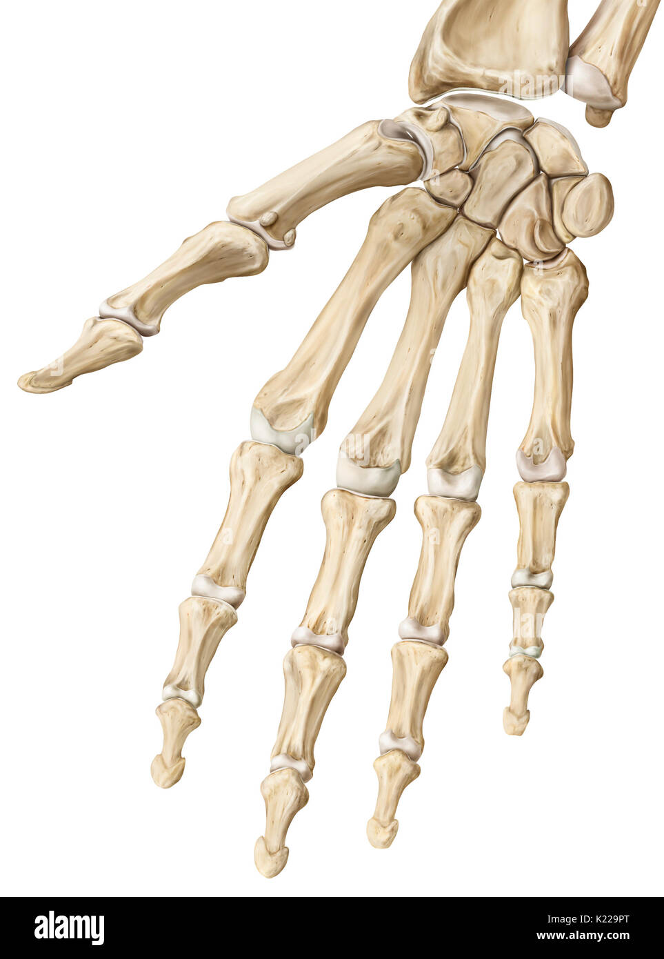 I giunti interfalangeo sono articolazioni sinoviali che collegano le falangi delle dita o le dita. Il grande grado di mobilità nelle dita consente loro di afferrare gli oggetti. Dita del piede, che sono meno mobili, contribuire a camminare e di equilibrio quando in piedi. I giunti interfalangeo sono rinforzati da una rete di grandi dimensioni di tendini e legamenti. Foto Stock