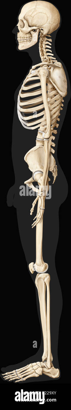 Lo scheletro umano è costituito da 206 articolata ossa di varie dimensioni e forme. Foto Stock
