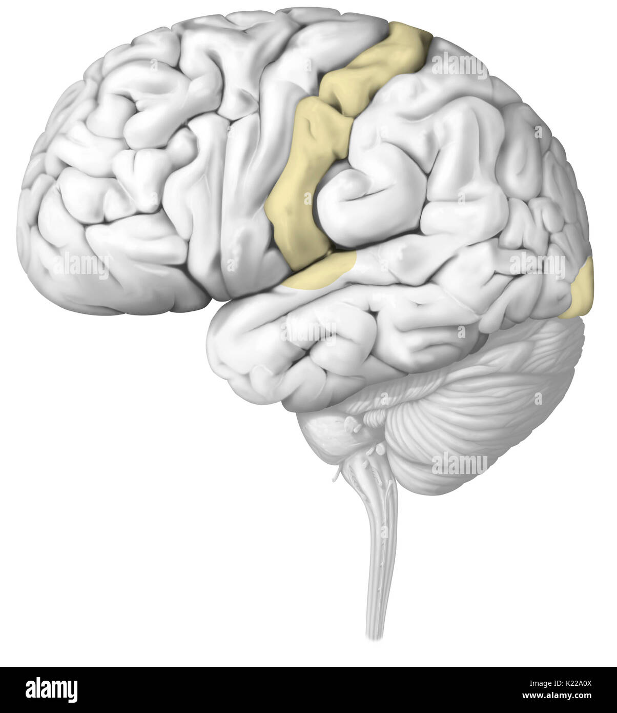 La impulsi nervosi vengono analizzati nelle zone del cervello specifiche per ciascun senso. Lesioni di un organo sensoriale può compromettere gravemente il suo funzionamento. Foto Stock