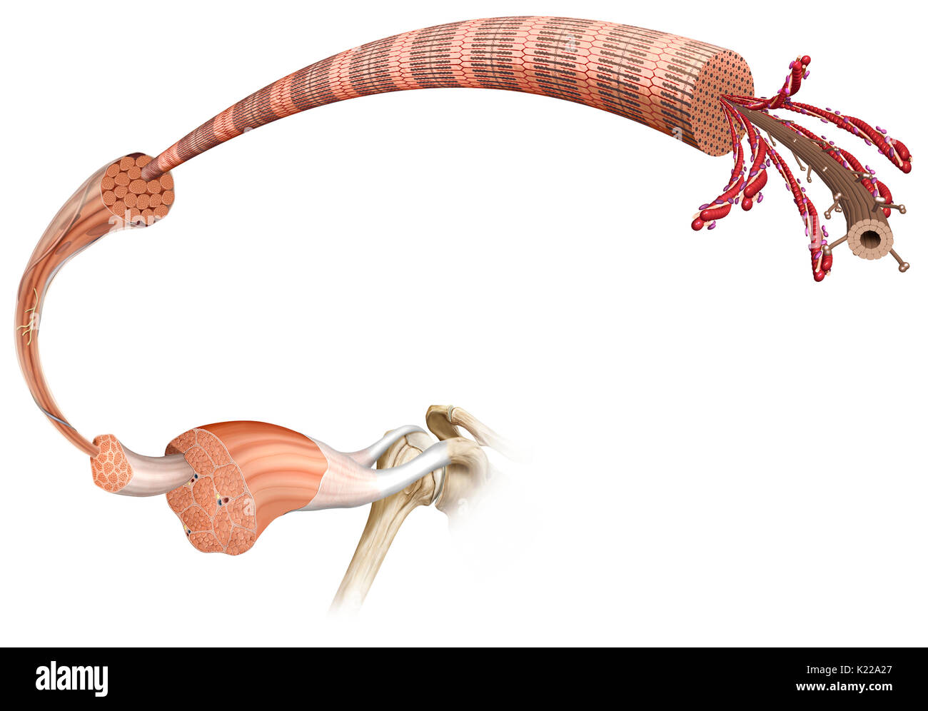 Questa immagine mostra la struttura di un muscolo scheletrico, rivelando le fibre muscolari bundle, il neurone motore, le fibre muscolari e il myofibril. Foto Stock