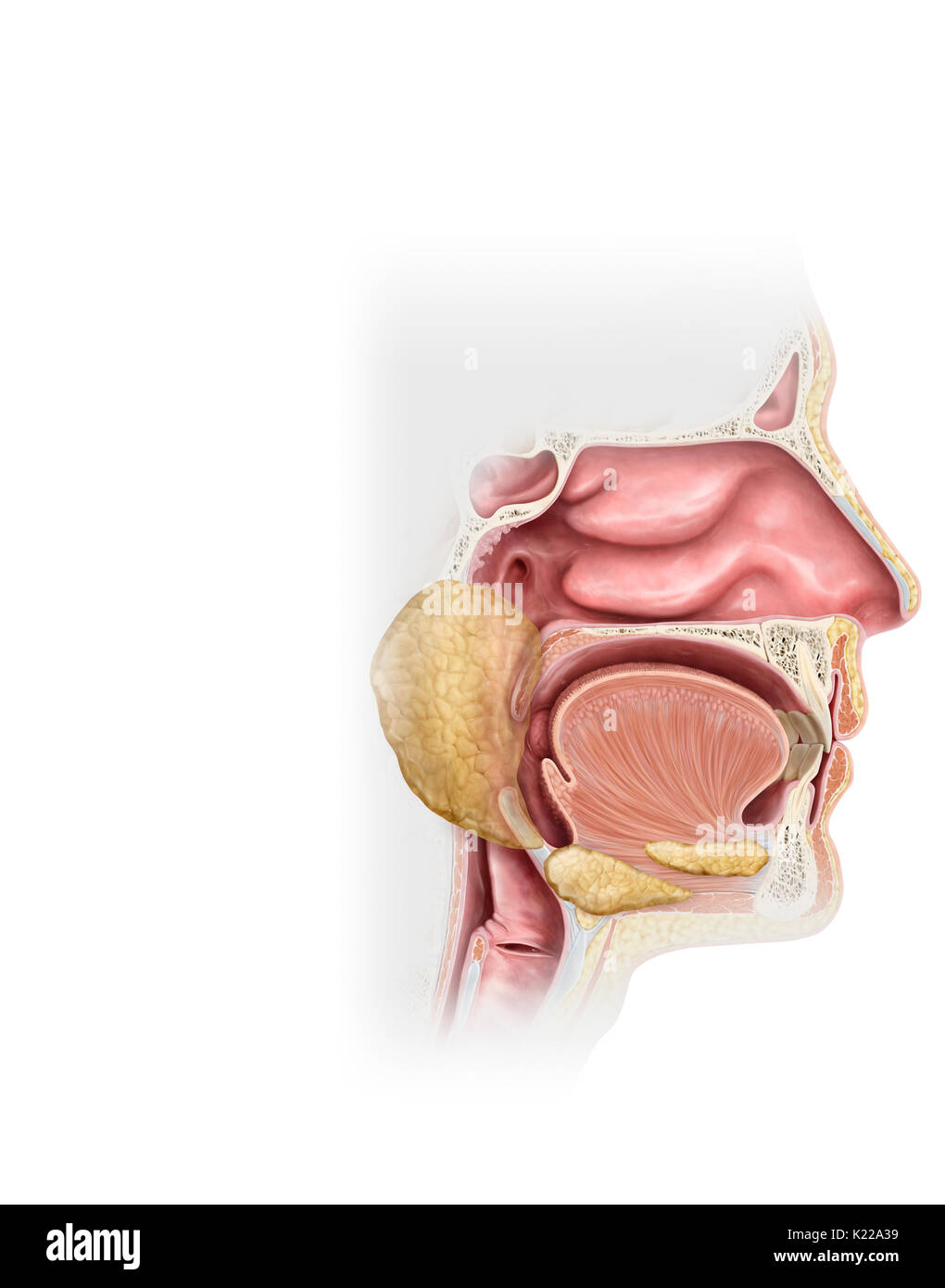 Quando un gusto bud entra in contatto con una sostanza sapide (che ha un sapore) disciolti nella saliva, le cellule che formano la bud generare segnali nervosi. Nervi sensoriali instradare questi alla corteccia cerebrale, dove la percezione cosciente del sapore si verifica. Foto Stock