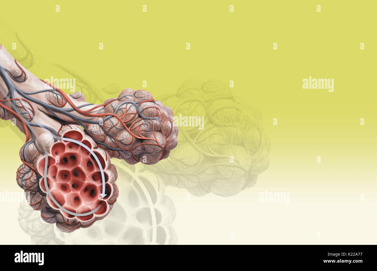 Hematosis è lo scambio di gas tra aria e sangue, che avviene nella zona di contatto fra un alveolo polmonare e capillari sanguigni. Foto Stock