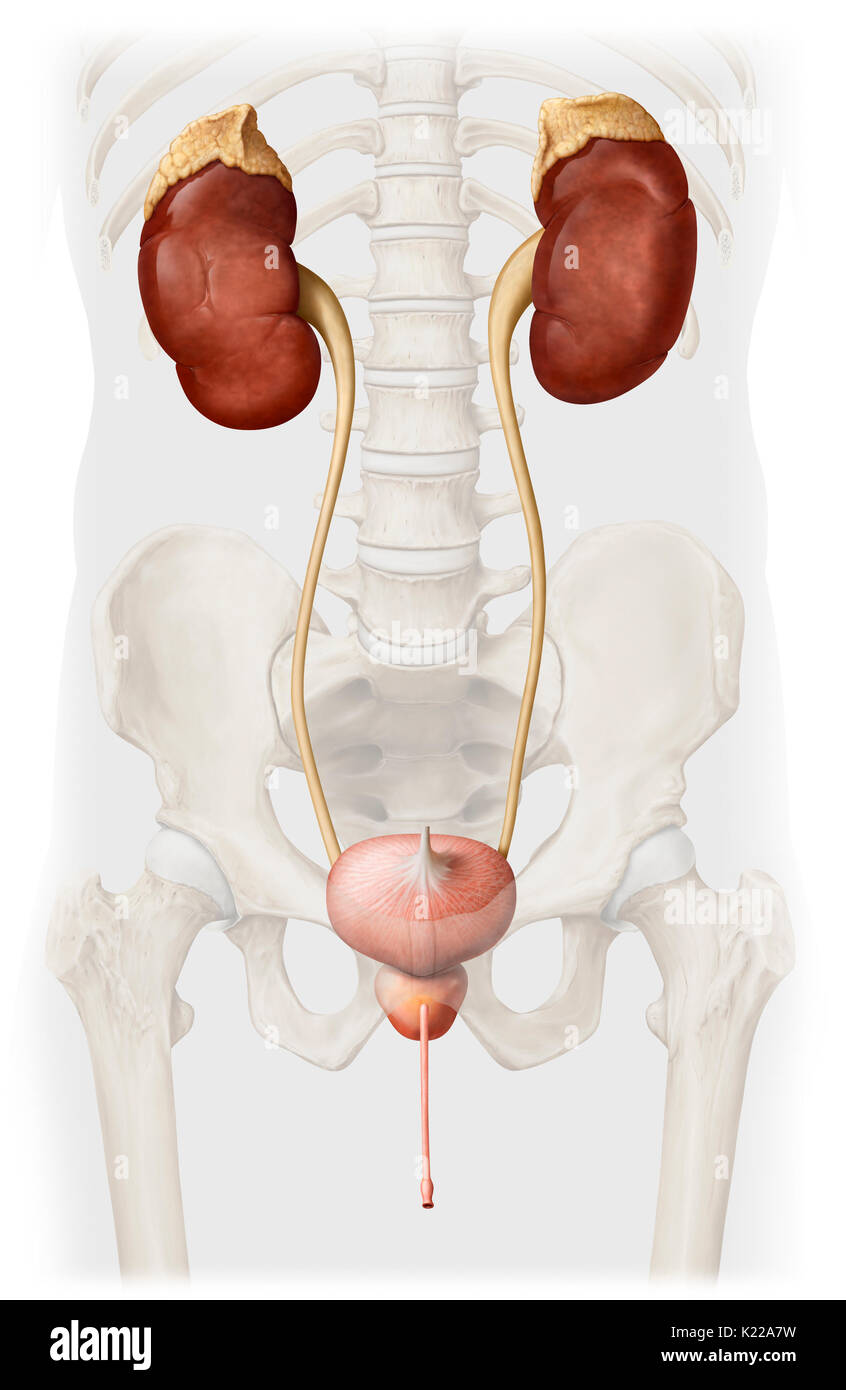 Questa immagine mostra il sistema urinario di un uomo, che include la ghiandola surrenale, i reni, la vescica urinaria, dell'uretere, la prostata e l'uretra. Foto Stock