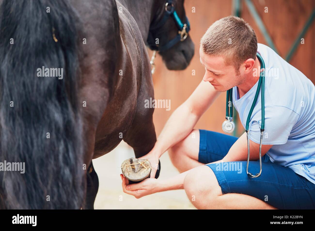 Medicina Veterinaria presso l'azienda. Veterinario esaminando la gamba del cavallo. Foto Stock