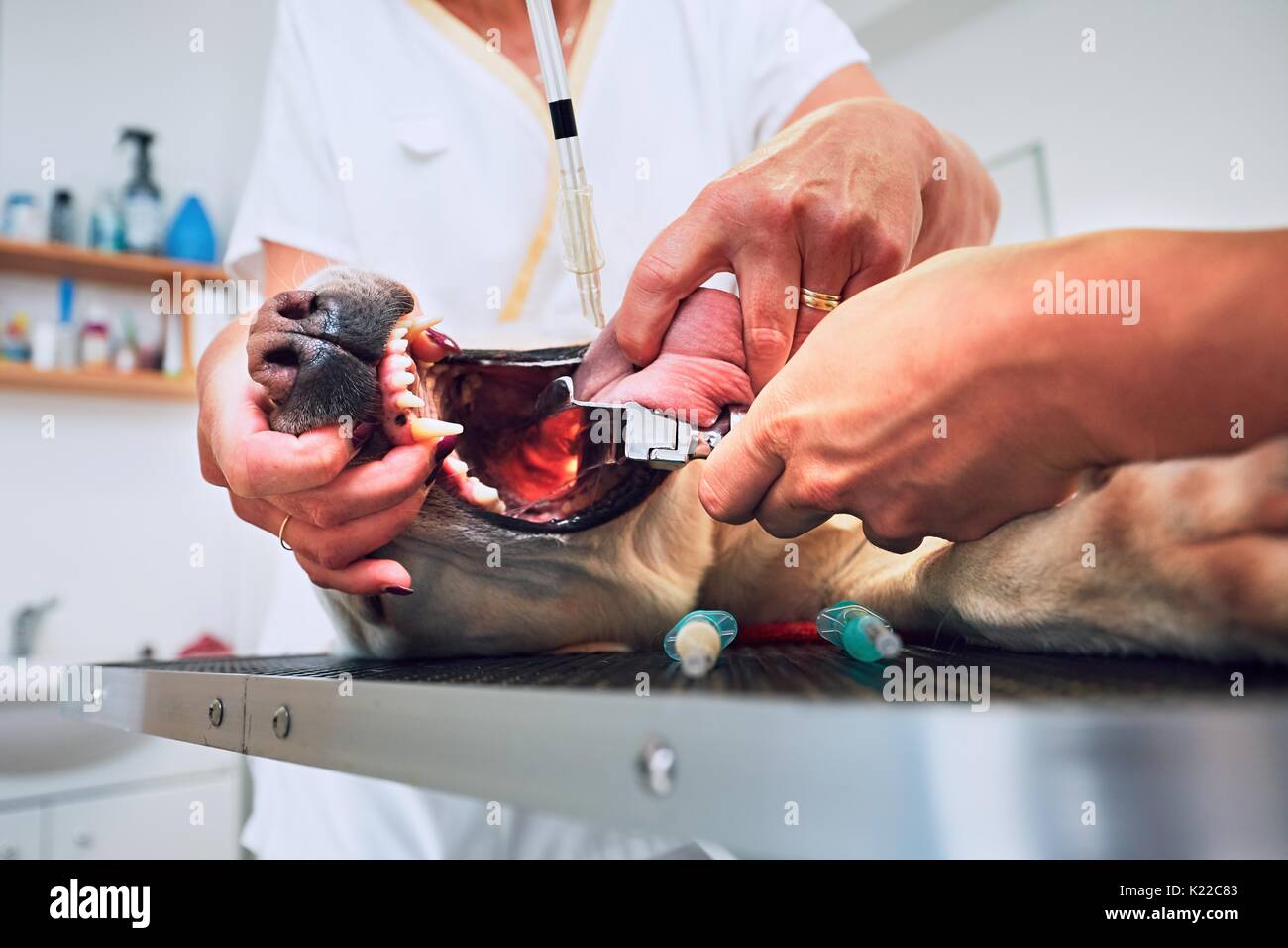 Veterinario e infermiere intubate il cane malato prima della chirurgia del tumore. Foto Stock