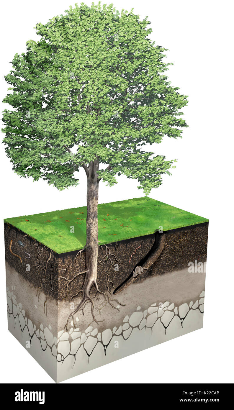 Il suolo di solito ha quattro strati principali; essa varia in spessore totale da parecchi centimetri a molti piedi, a seconda dell'area. Foto Stock