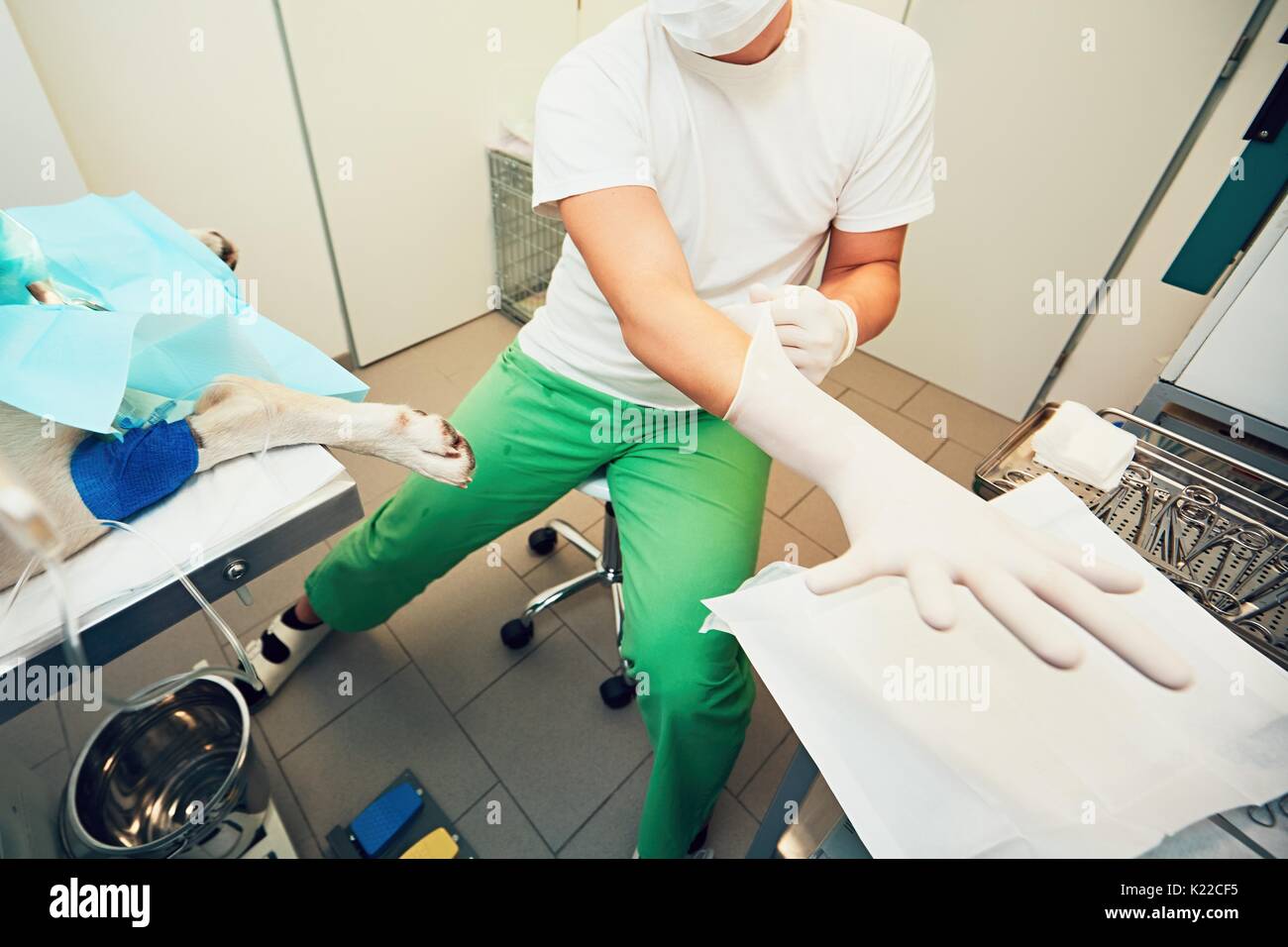 Vecchio labrador retriever in ospedale per animali. Veterinario è la preparazione per un intervento chirurgico di cane. - Messa a fuoco selettiva Foto Stock