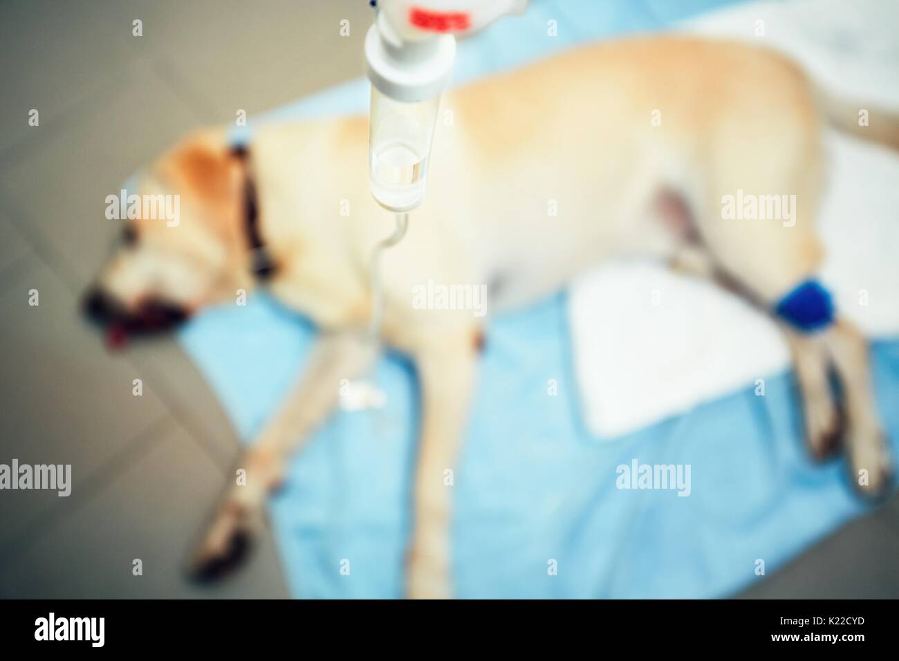 Il Labrador retriever in clinica veterinaria. Il vecchio cane malato con infusione endovenosa. - Messa a fuoco selettiva Foto Stock