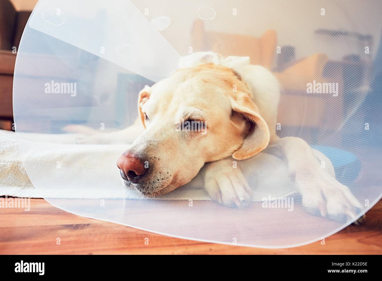 Vecchio cane dopo la chirurgia. Il Labrador retriever medico indossa il collare protettivo è mentire a casa. Foto Stock