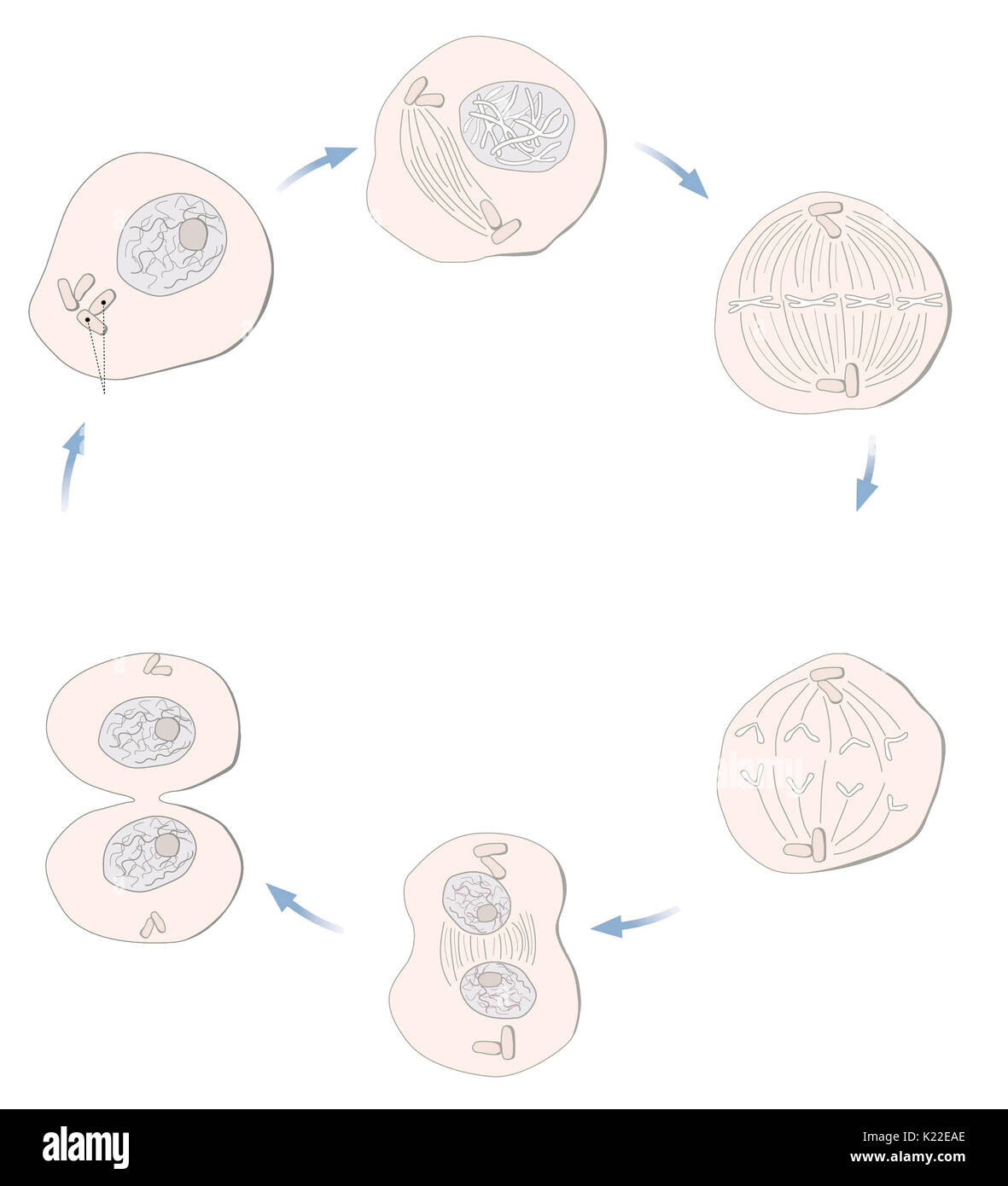 Tutti i meccanismi di divisione cellulare che consentono la formazione di due identiche cellule figlie da una cellula madre. Foto Stock