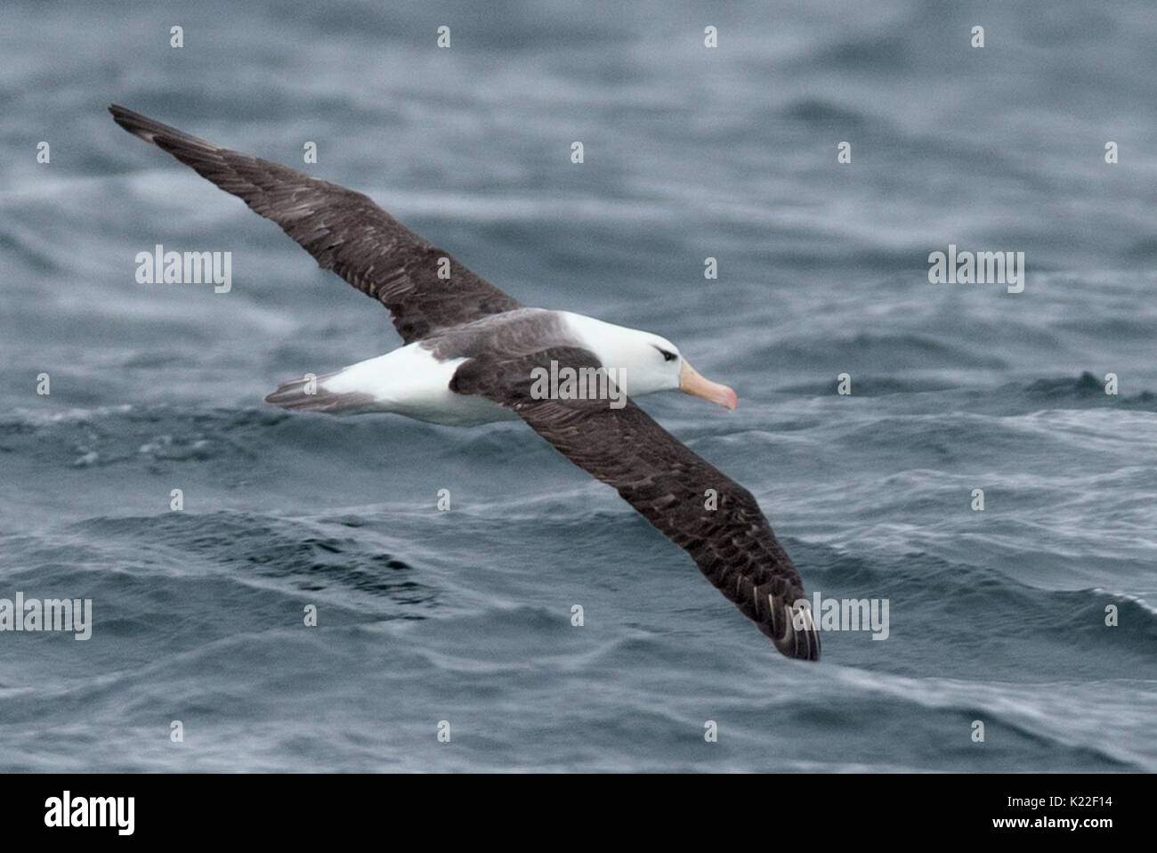 Nero-browed albatross Diomedea melanophrys West Point Isola Falkland Malvinas Foto Stock