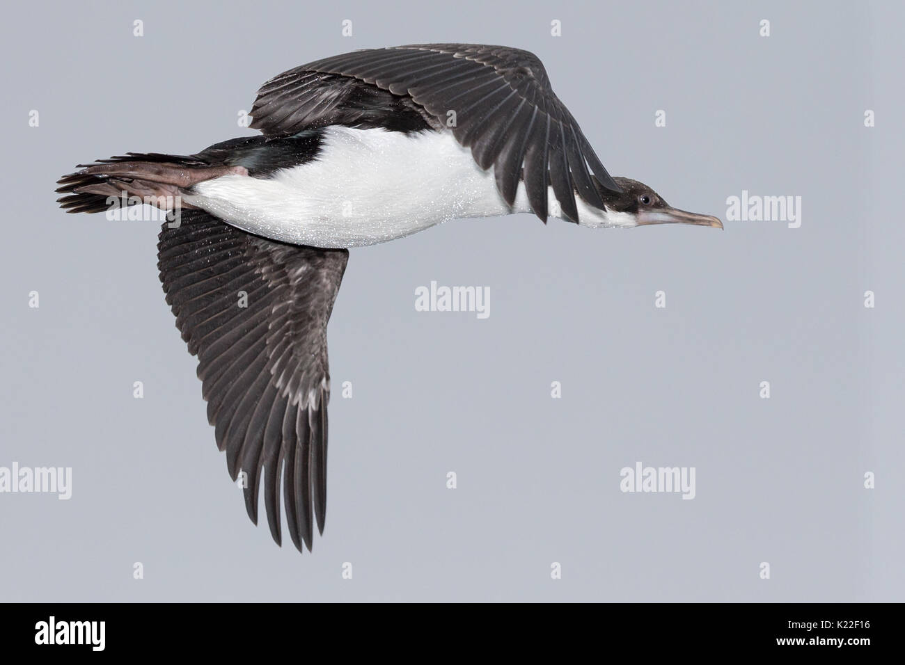 Re cormorano Phalacrocorax albiventer West Point Isola Falkland Malvinas con mare le goccioline di acqua Foto Stock