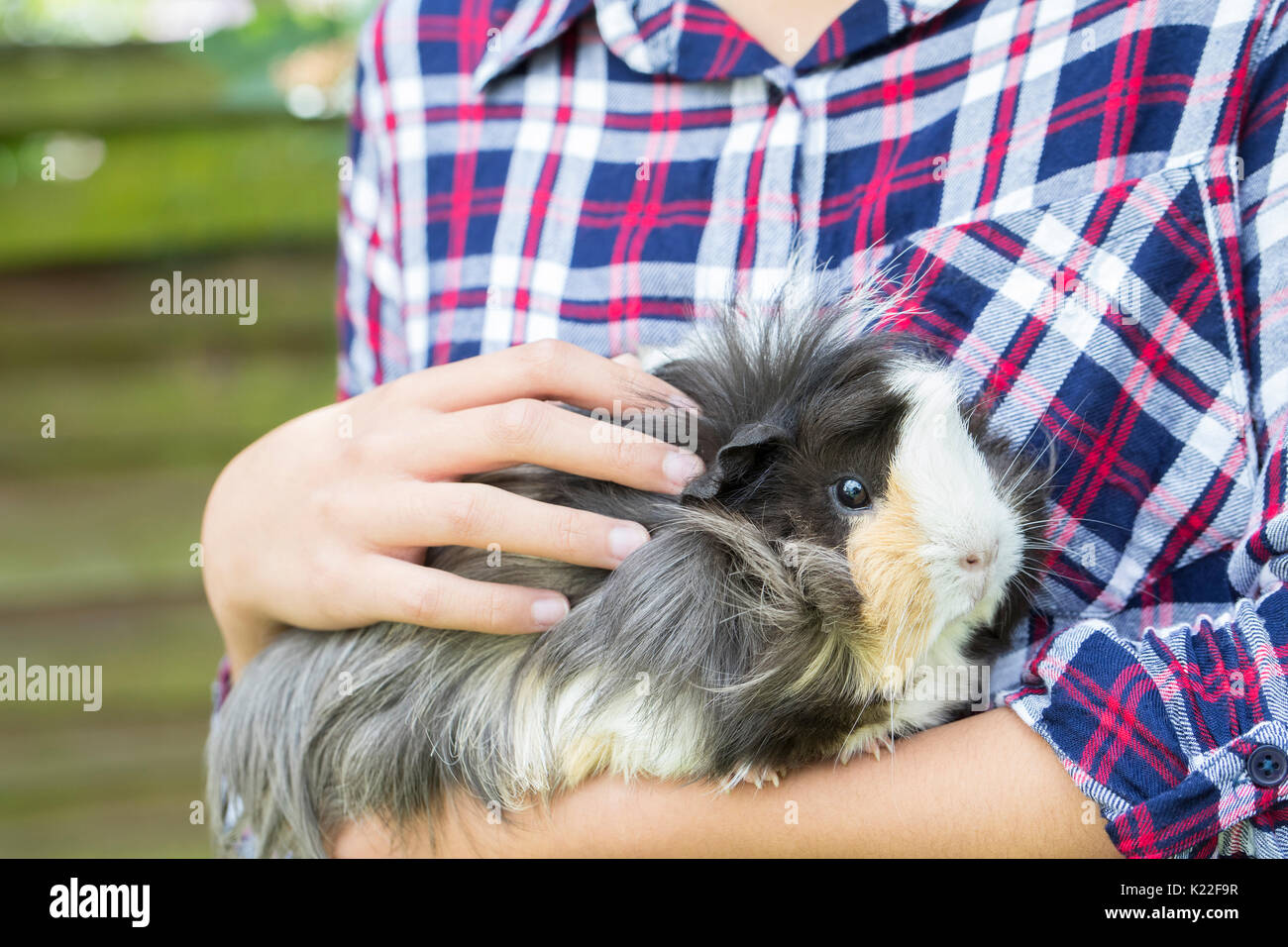 Close up Girl Cerca dopo il Pet cavia Foto Stock