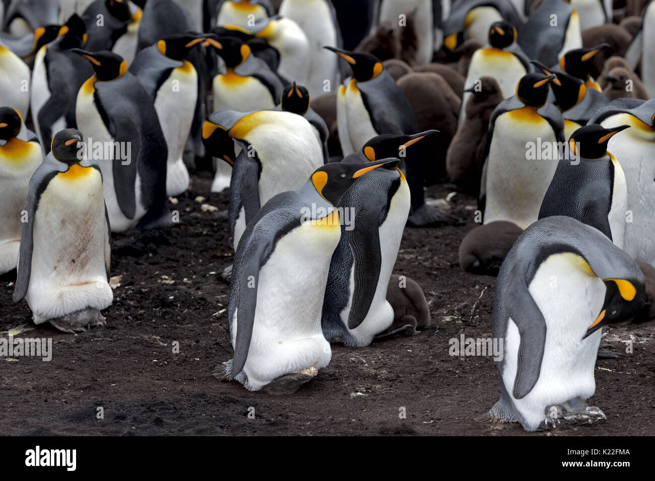 Re Penguin Aptenodytes patagonicus proteggere incubare l'uovo Volunteer Point Est isola Malvine (Malvinas) Foto Stock