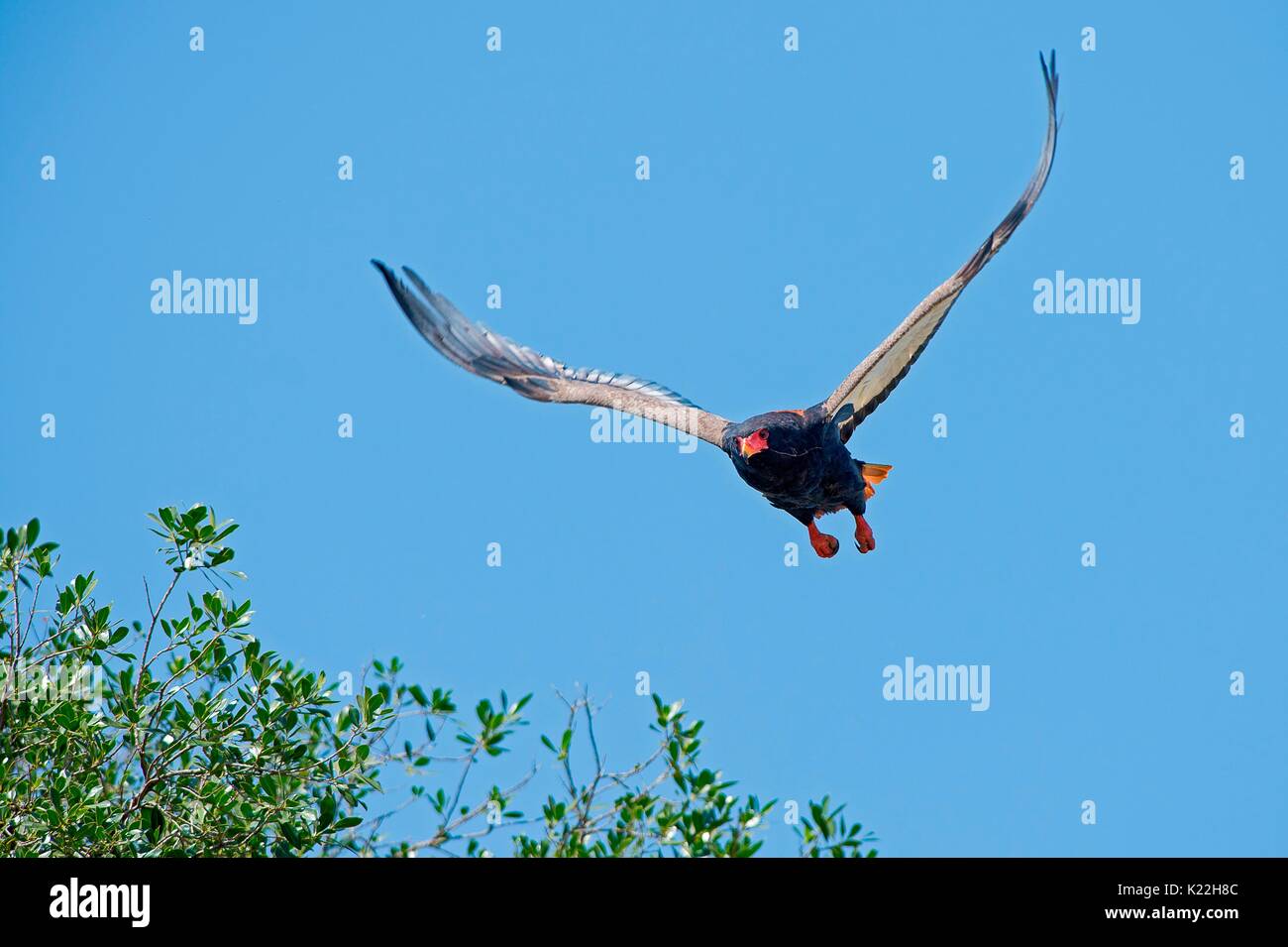 Masai Mara Park,Kenya,Africa Bateleur presi in volo Foto Stock