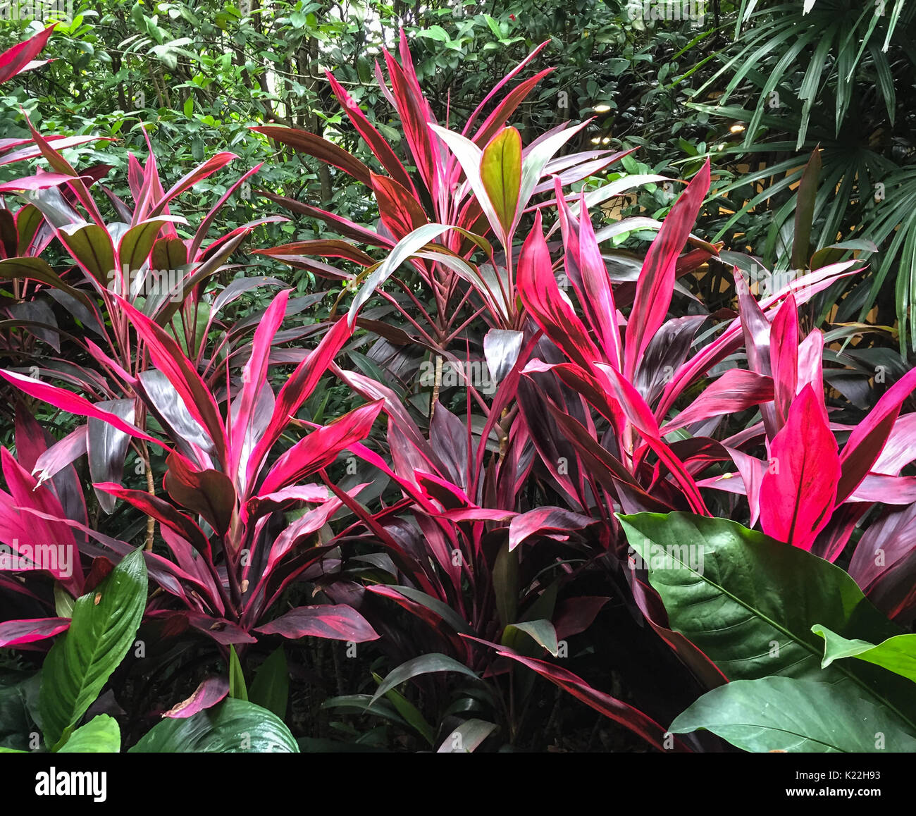 Afzelia impianti a Singapore Botanic Gardens. Il giardino tropicale è onorato come un Sito Patrimonio Mondiale dell'UNESCO. Foto Stock