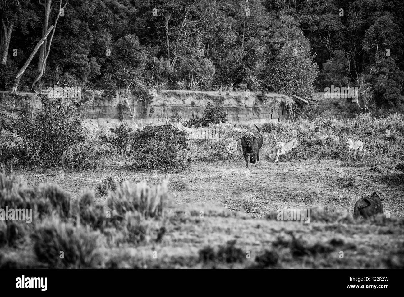 Parco Masai Mara, Kenya, Africa orgoglio dei leoni che caccia un bufalo Foto Stock
