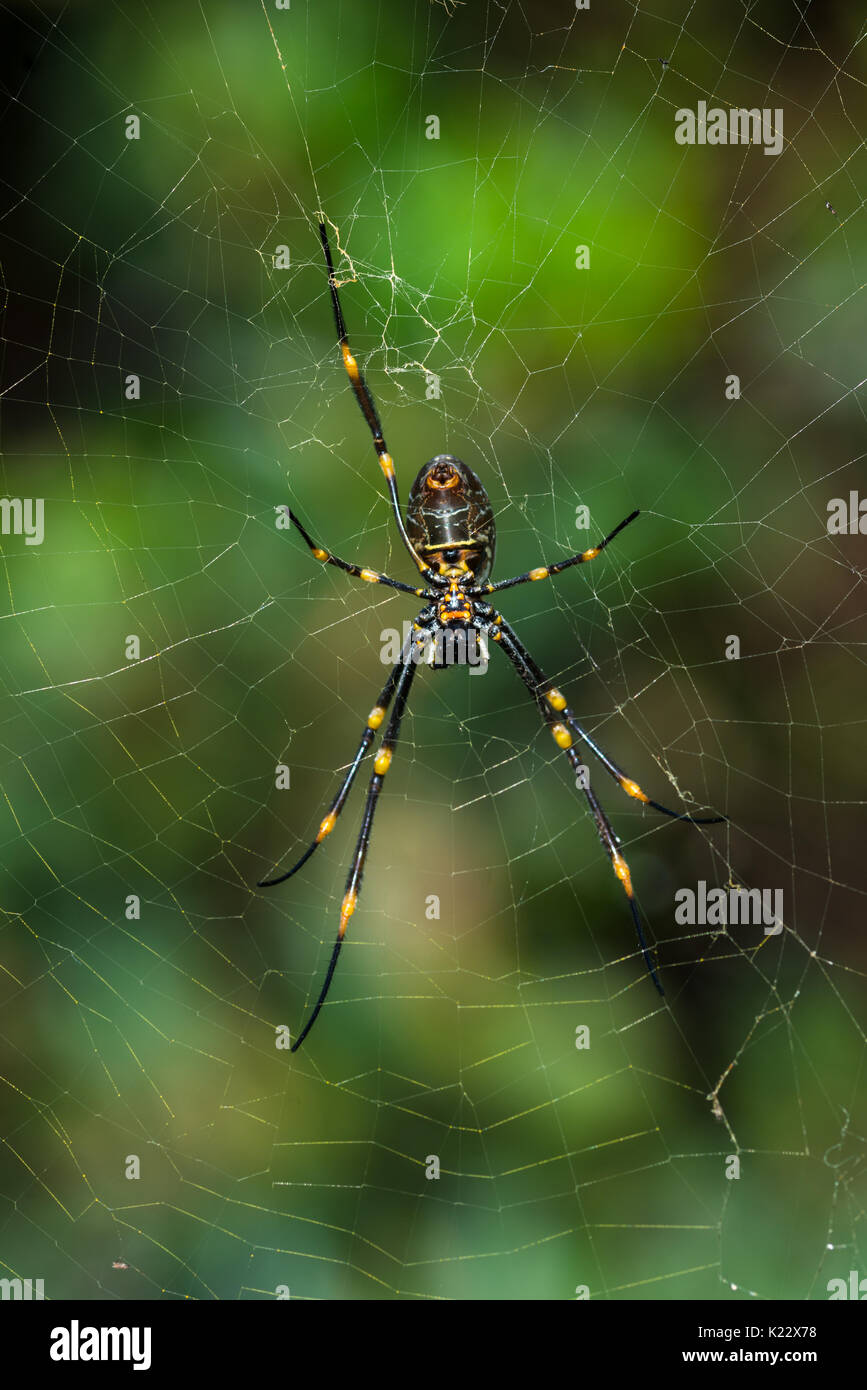 Nephila pilipes (nord del golden orb weaver o gigante golden orb weaver è una specie di golden orb-web spider. Visto a Watson Bay, Sydney, Australia. Foto Stock