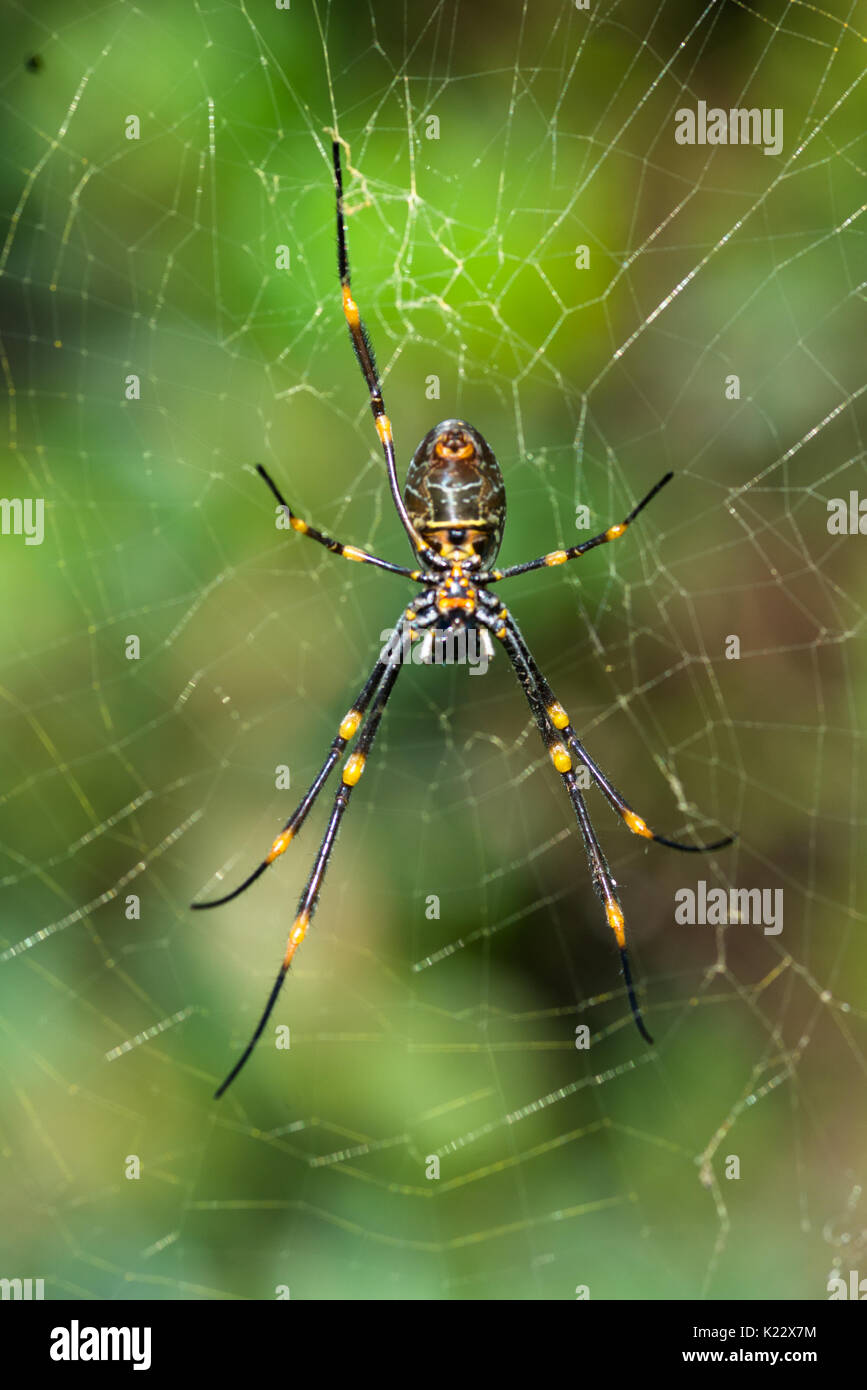 Nephila pilipes (nord del golden orb weaver o gigante golden orb weaver è una specie di golden orb-web spider. Visto a Watson Bay, Sydney, Australia. Foto Stock