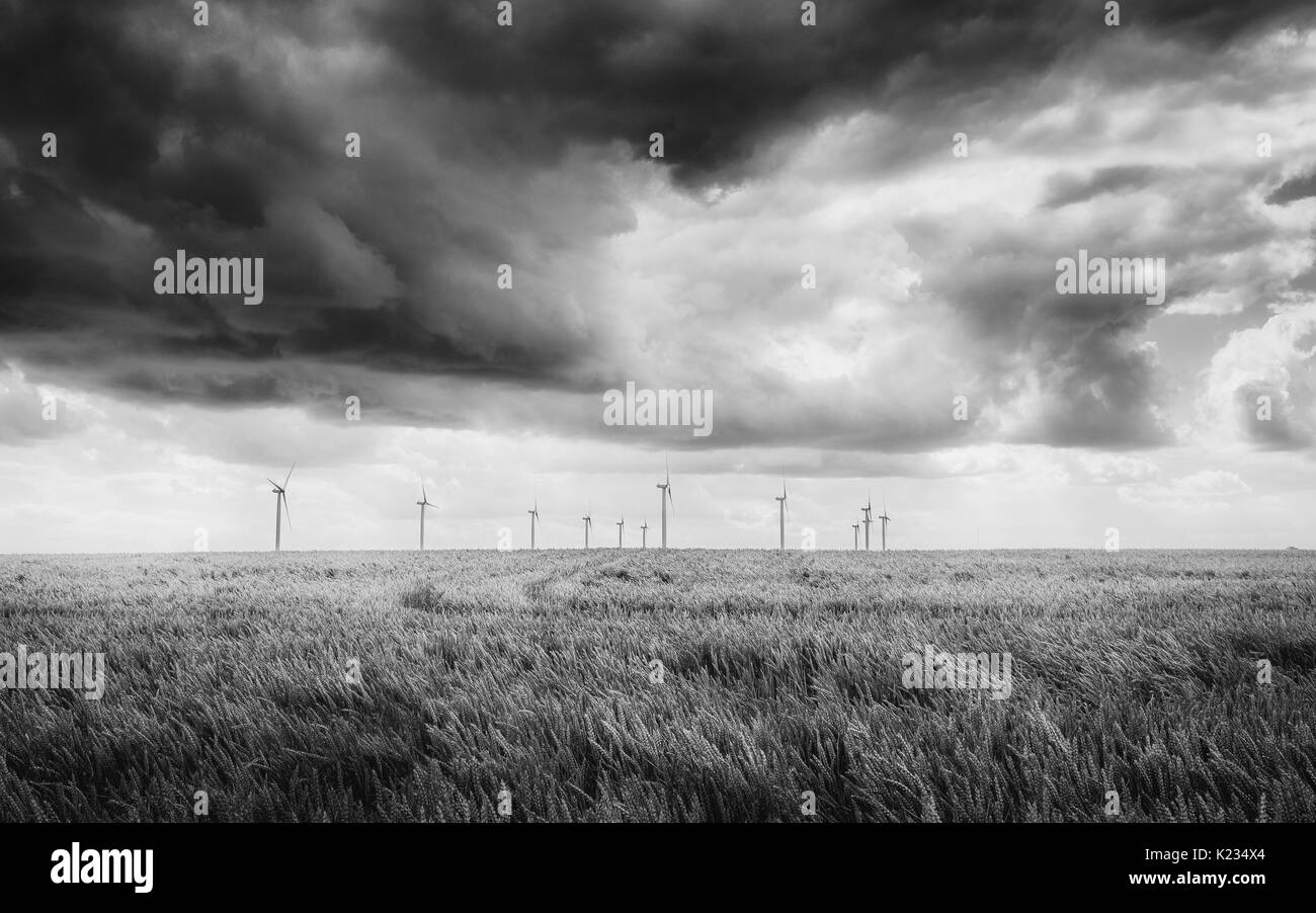 Lissett, nello Yorkshire, Regno Unito. Campo di grano maturo per raccolto e per gruppo di turbine eoliche moderne sull orizzonte in monocromatico Lissett neart, Beverley, Yorkshire, Foto Stock