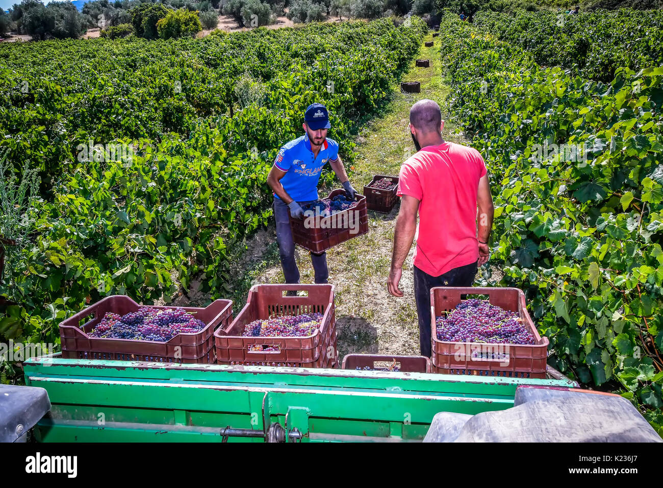 Mouzaki, Ilia, Grecia - Agosto 18, 2017: stagionali i lavoratori agricoli (uomini e donne, vecchi e giovani) pick e uva secca in Grecia. Uvetta vengono prodotte com Foto Stock