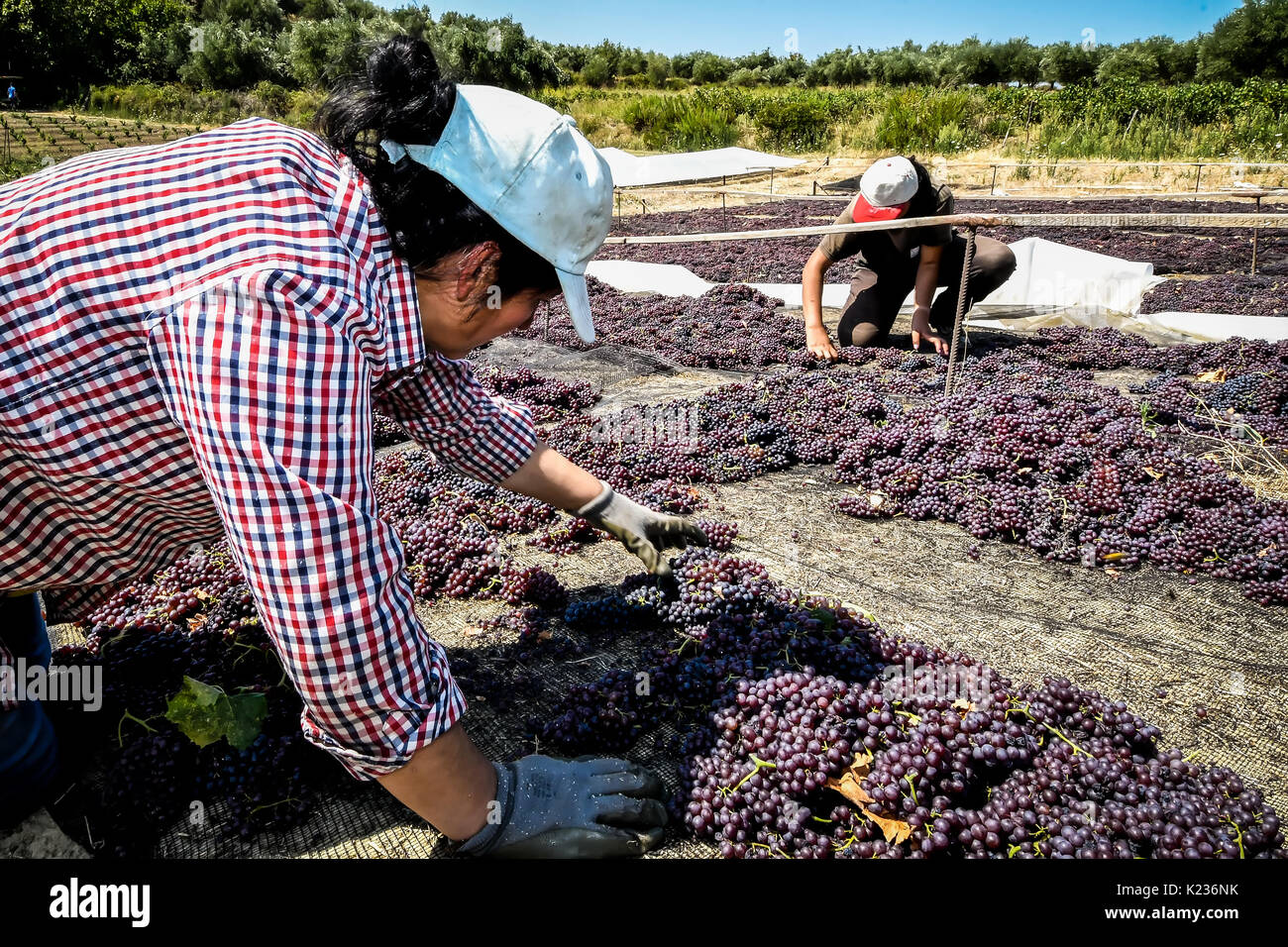 Mouzaki, Ilia, Grecia - Agosto 18, 2017: stagionali i lavoratori agricoli (uomini e donne, vecchi e giovani) pick e uva secca in Grecia. Uvetta vengono prodotte com Foto Stock