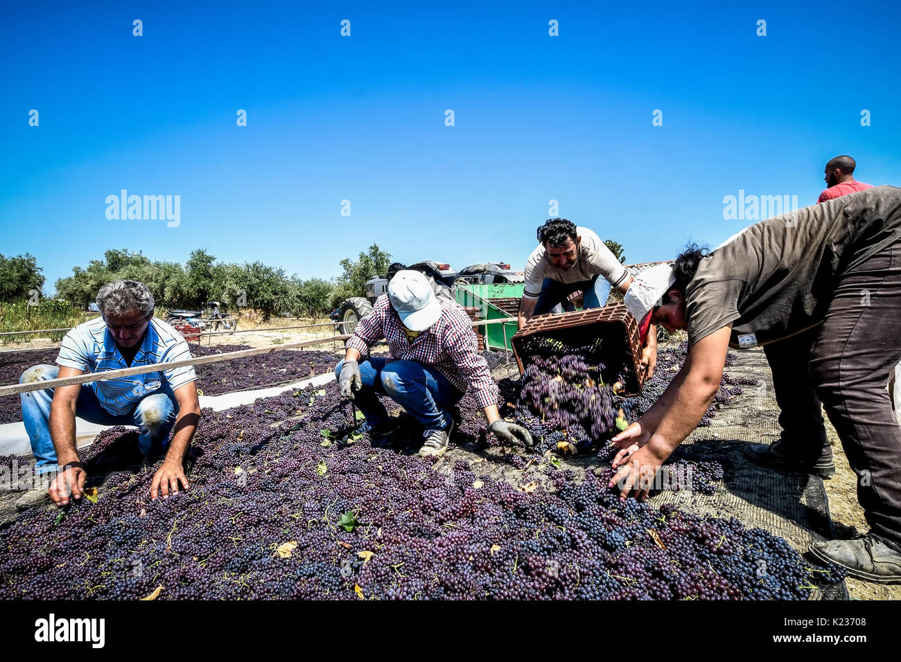 Mouzaki, Ilia, Grecia - Agosto 18, 2017: stagionali i lavoratori agricoli (uomini e donne, vecchi e giovani) pick e uva secca in Grecia. Uvetta vengono prodotte com Foto Stock