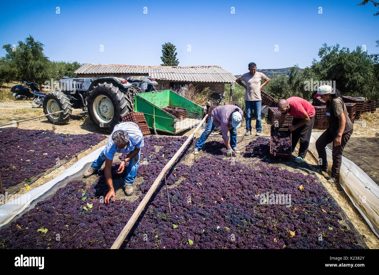 Mouzaki, Ilia, Grecia - Agosto 18, 2017: stagionali i lavoratori agricoli (uomini e donne, vecchi e giovani) pick e uva secca in Grecia. Uvetta vengono prodotte com Foto Stock
