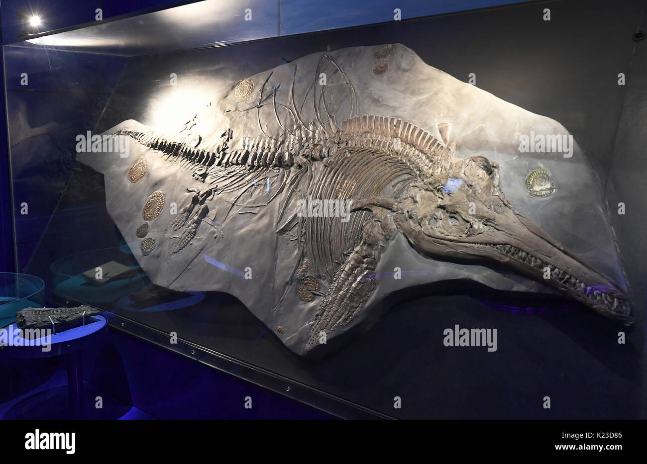 Hannover, Germania. 25 Ago, 2017. Un pari a circa 200 milioni di anni fossilizzato Ichthyosaur è in mostra nel museo regionale di Hannover, Germania, 25 agosto 2017. Lo scienziato ha scoperto un embrione nell'Ichthyosaur femmina. Il fossile è tre per tre-e-mezzo metro di lunghezza. Foto: Holger Hollemann/dpa/Alamy Live News Foto Stock