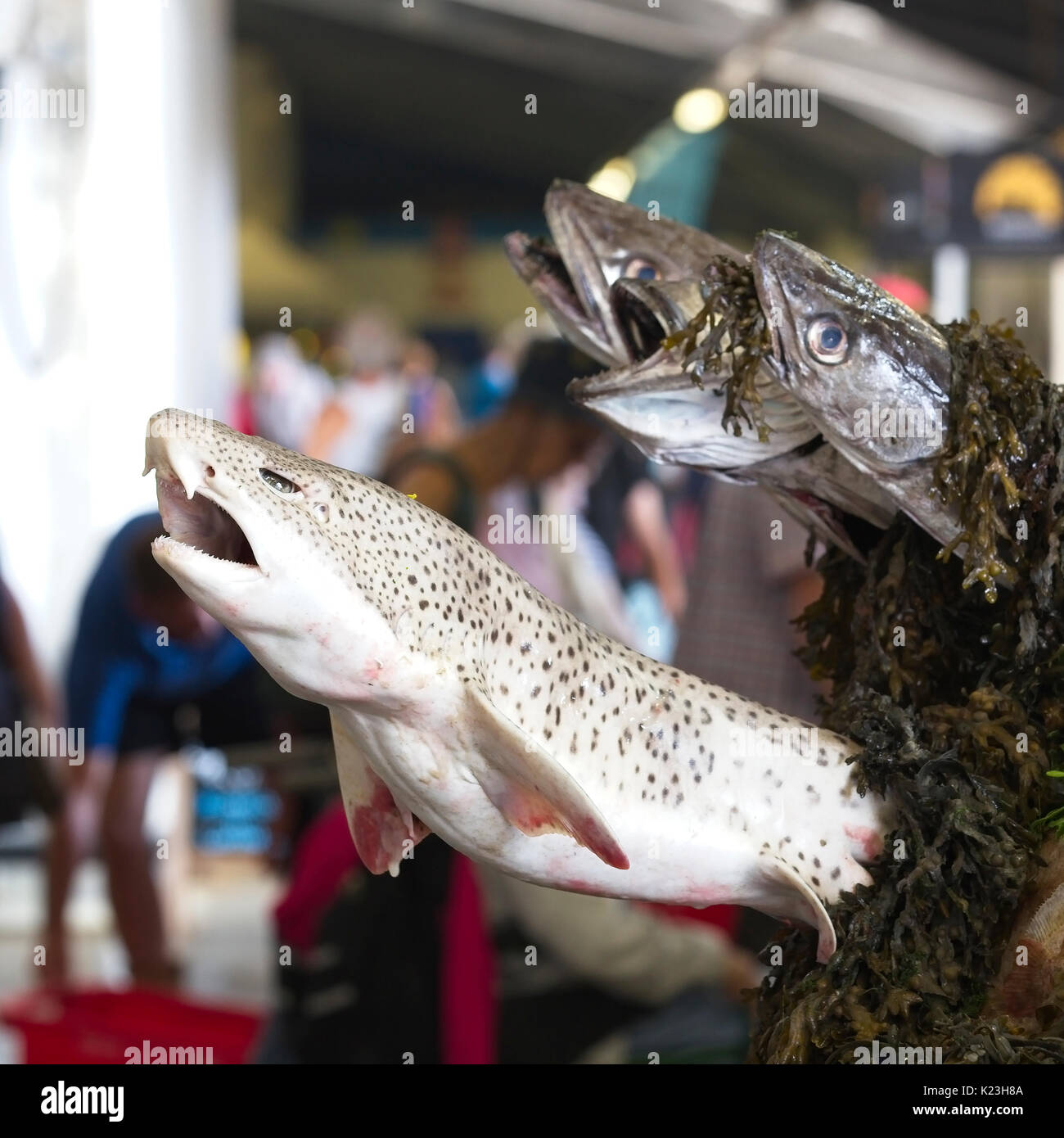 Newlyn, Cornwall, Regno Unito. 28 Agosto, 2017. Parte del gigantesco pesce 'sculpture' a Newlyn Sagra del Pesce, Newlyn, Cornwall, Inghilterra, Regno Unito. Credito: Tony mills/Alamy Live News Foto Stock