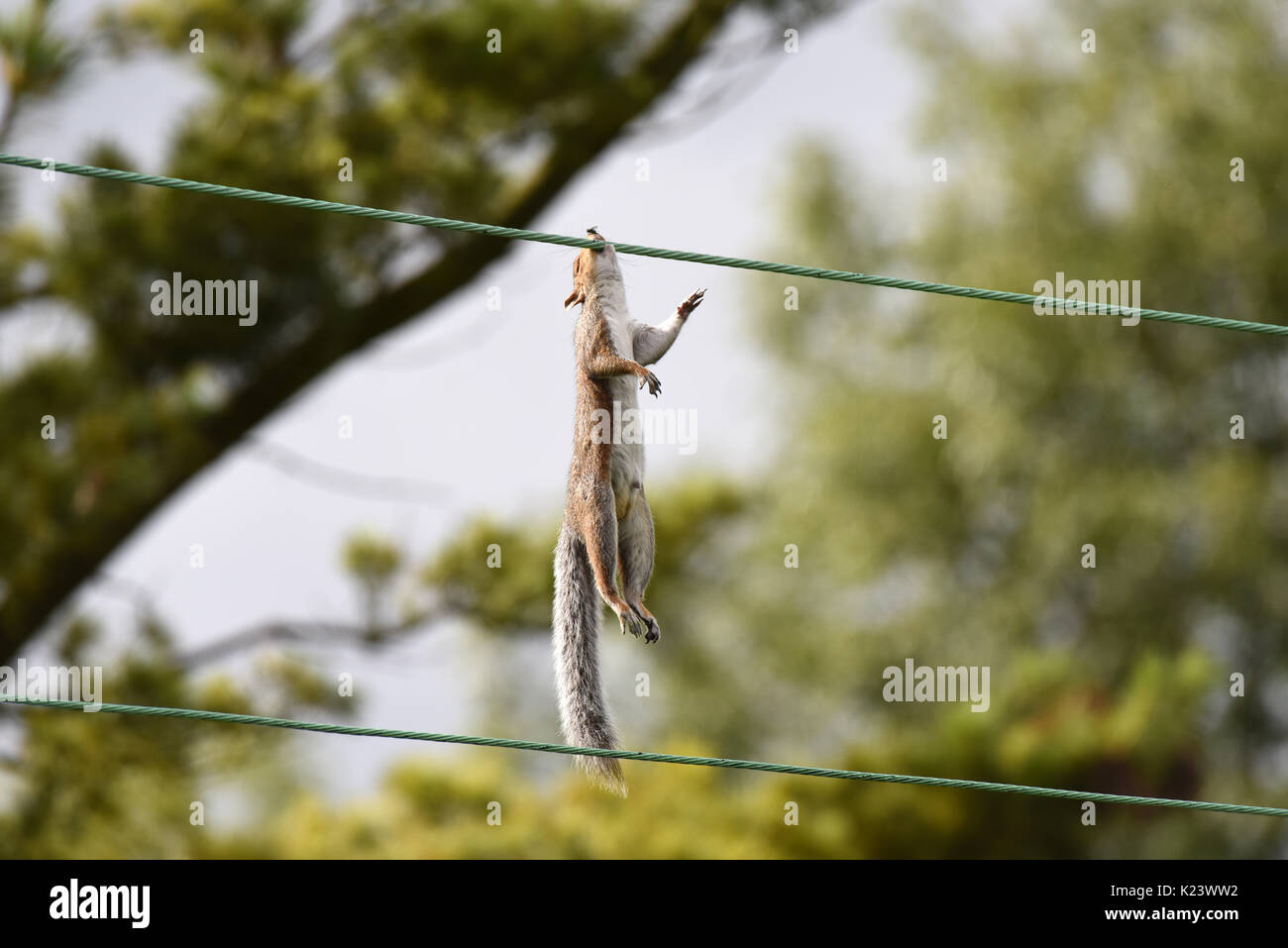 Gli scoiattoli grigi sono famosi per la loro abilità acrobatiche sui fili alta... ma questa fortuna ha esaurito oggi quando egli in bit di overhead di questi fili di potenza elettrica e fulminato se stesso. Scoiattolo morto Credito: David Bagnall/Alamy Live News Foto Stock