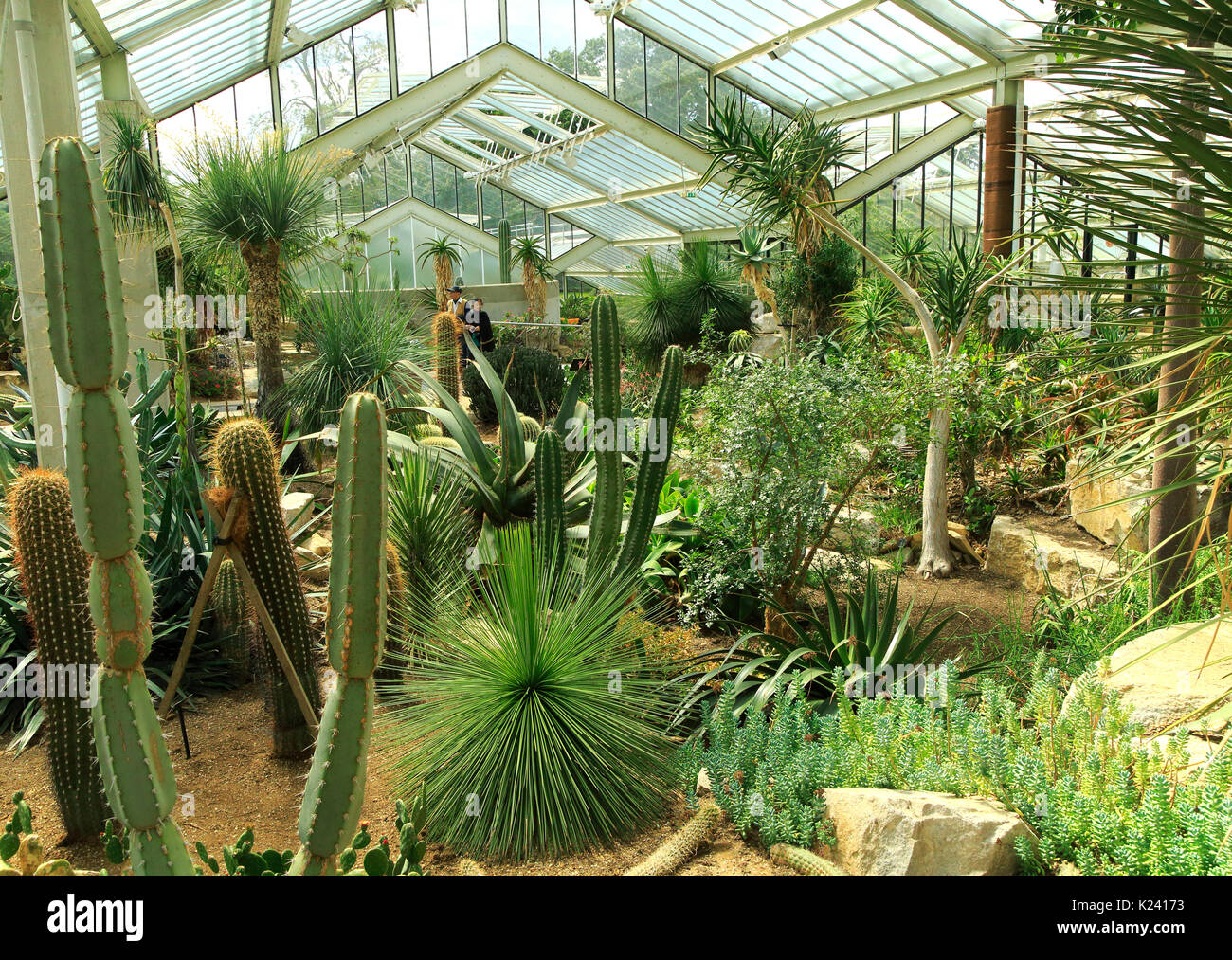 Le piante del deserto all'interno della Principessa di Galles conservatorio Royal Botanic Gardens, Kew, London, England, Regno Unito Foto Stock