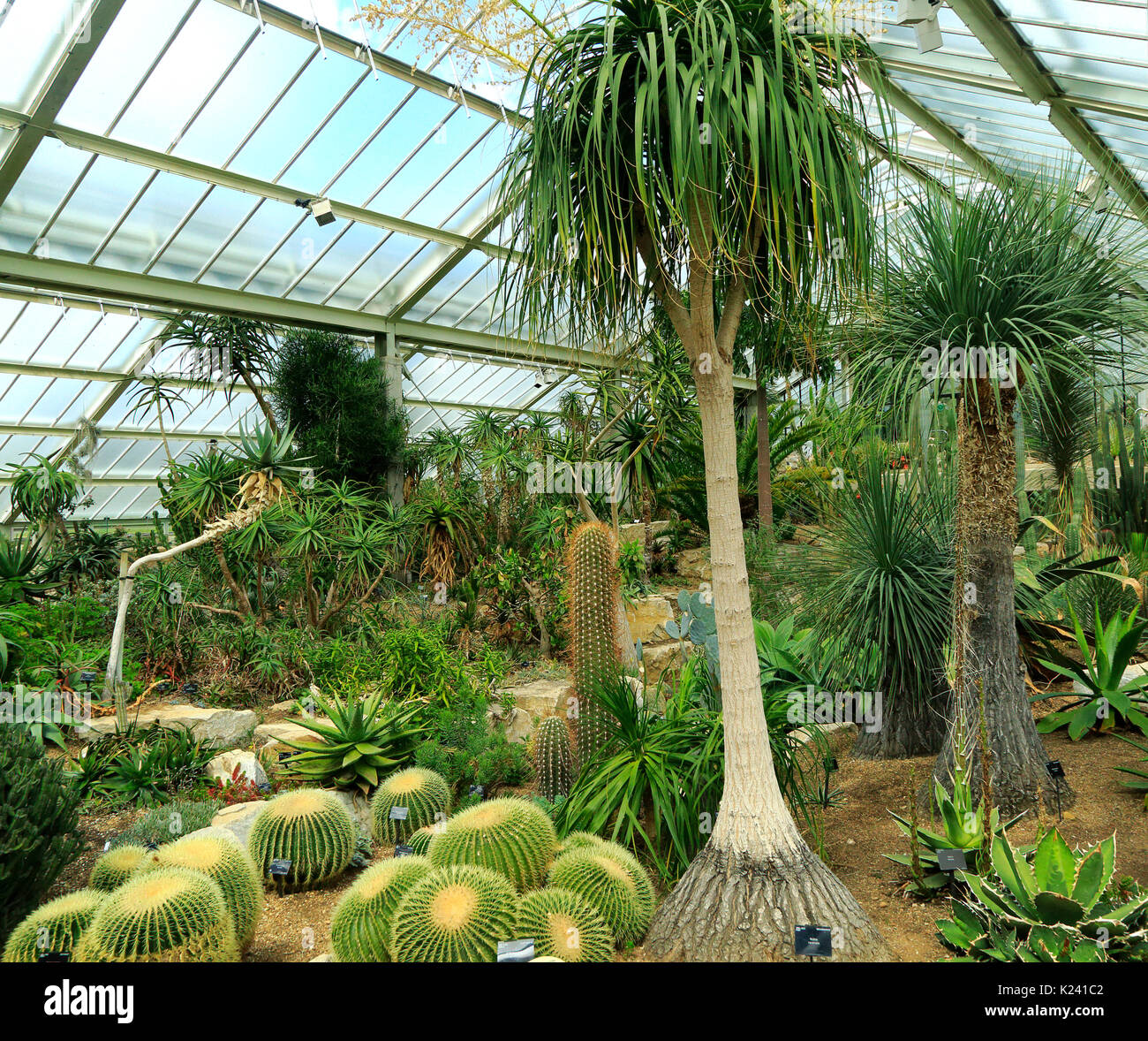 Le piante del deserto all'interno della Principessa di Galles conservatorio Royal Botanic Gardens, Kew, London, England, Regno Unito Foto Stock