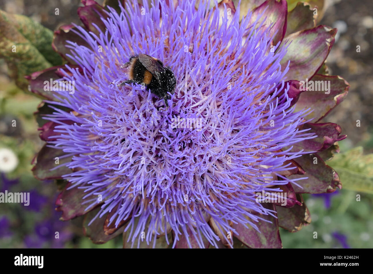 Un'ape all'interno del fiore di un globo carciofo Cynara scolymus Foto Stock