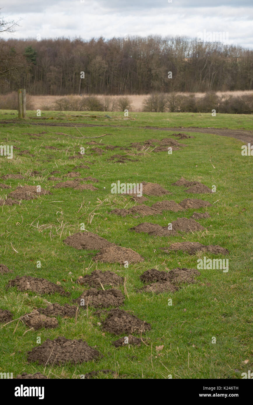 Molehills su terreni agricoli Foto Stock