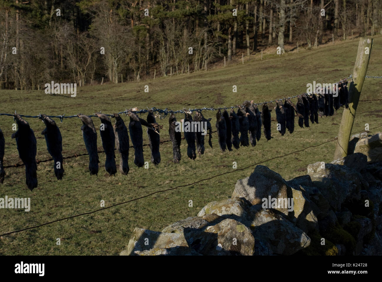 le carcasse di mole si stagliano lungo una recinzione di filo spinato al bordo di un campo di coltivatori che dimostra l'abilità di catchers di mole Foto Stock