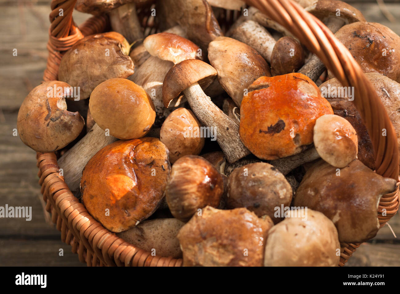 Foresta di funghi commestibili Leccinum Scabrum nel cesto di vimini sul vecchio tavolo in legno vicino. La raccolta di funghi. Messa a fuoco selettiva. Foto Stock