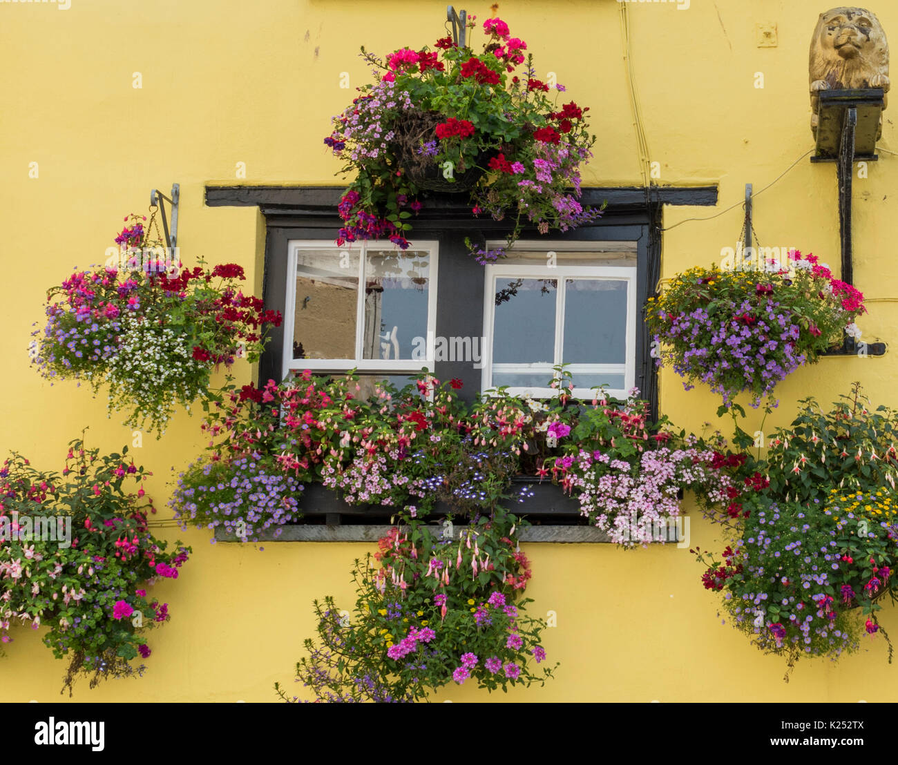 Finestre e nei cestini appesi adornano questo grazioso verniciato giallo pub esterno a Padstow, Cornwall Foto Stock
