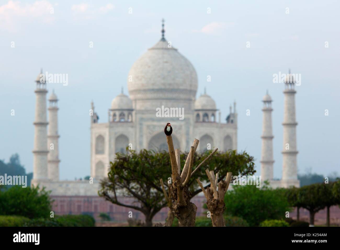 Asia, India, Agra il Taj Mahal. Foto Stock