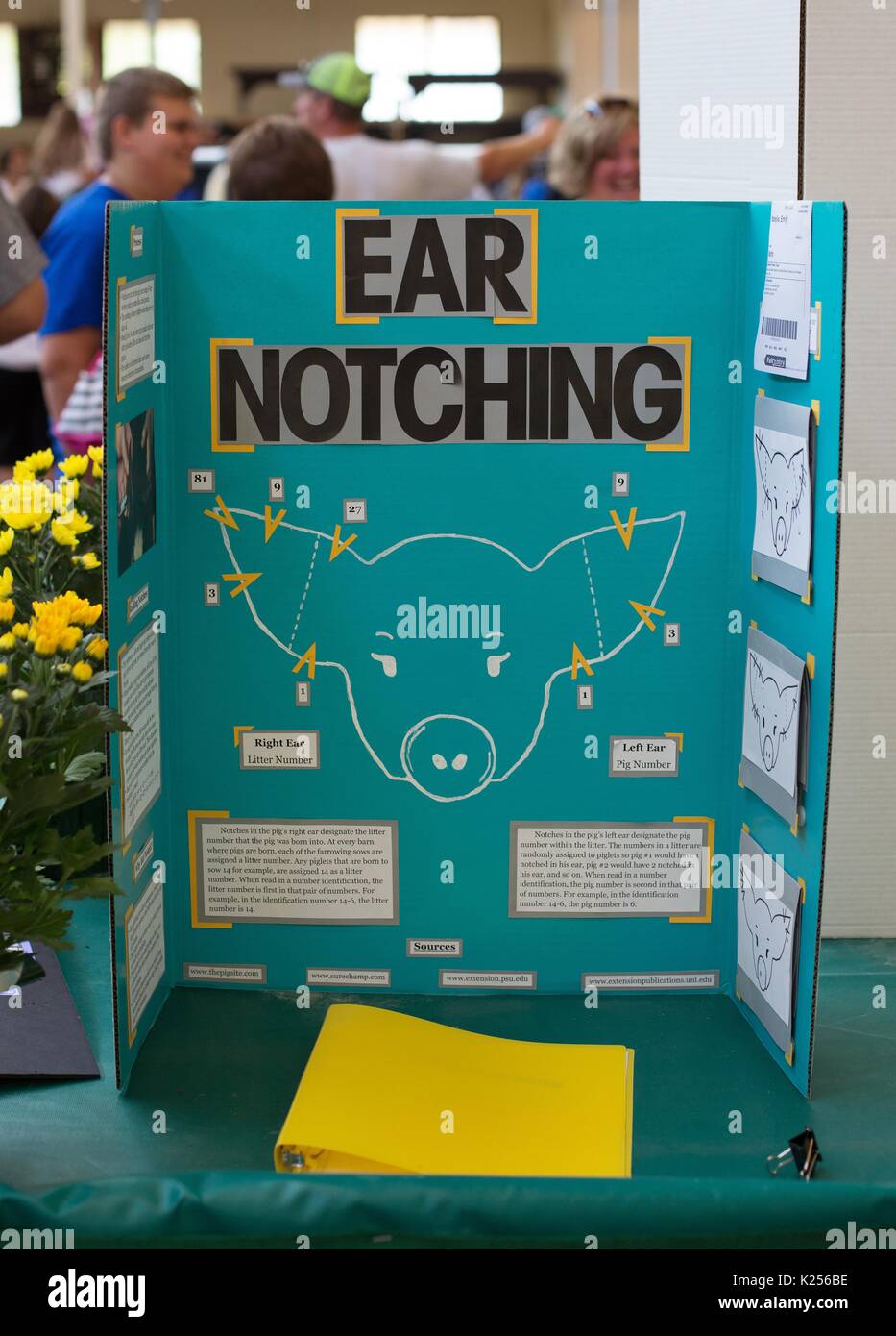 Un display su orecchio dentellando nei suini presso la Minnesota State Fair. Foto Stock